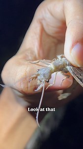 65K views · 5.4K reactions | The jaws on a Dobsonfly are WILD! This is a female, and while their jaws are much shorter than the males, they can produce a more painful bite. Certainly wouldn’t do so unless provoked, though! #wildlife #bugs #critters | Wild Attractions | Facebook