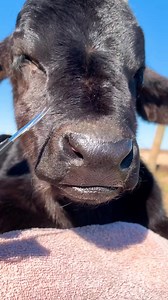 ✨ Material girl ✨⁠ .⁠ .⁠ .⁠ .⁠ .⁠ 📸: @l.thomas2020⁠ #selfcare #beauty #cow #spa #selflove #clean #natural | Think Dirty