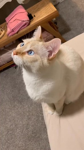 Buhbo N Blaze #catlover #cat #beautifulcat #funnycat #pussy | Buhbo and Blaze