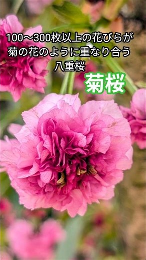 菊桜が満開 里庄町歴史民俗資料館 #shorts