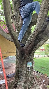 Scraping SPOTTED LANTERN FLY eggs from our Trees with our homemade scrapper and bucket 🌳🌳🌳 #shadelover #fatsgreengarden #spottedlanternfly | Fatsgreengarden