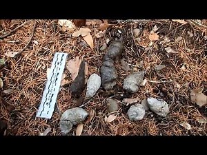 How to Identify Mountain Lion Scat