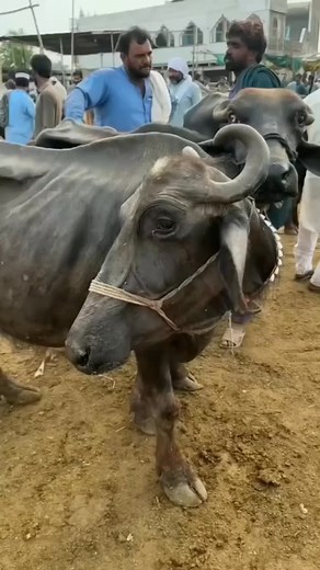 17K views · 286 reactions | What can we call this one #reels #funnyvideo | chiy paddy vlog | Facebook