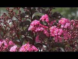 Crape Myrtle, Southern Gardening, Sept. 19, 2012