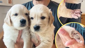 136K views · 4K reactions | Finally Naming My Rescue Golden Retriever Puppies! | Joey Graceffa | Facebook