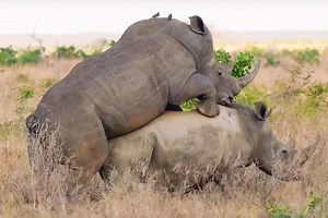 Everything you wanted to know about rhino sex