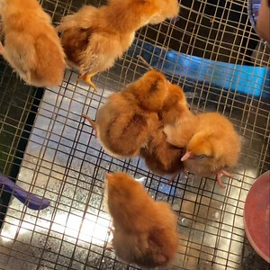 4.9K views · 53 reactions | Dark Mahogany Rhode Island Red Chicks for sale!!! 120/pc only Parents in the comment section for reference. | Sesep’s Farm | Facebook