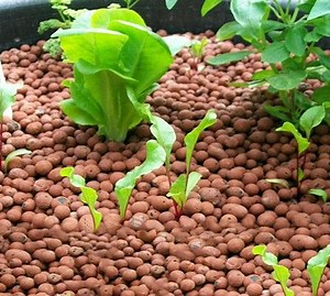 [Hot Item] Hydroton Clay Ball Leca for Garden