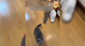 WENET Rabbit Fur Tail Strip Cat Toy, Natural Rabbit Fur & Feathers Interactive Cat Toys, Long Fluffy Prey-Simulation Kicker Toy with Crinkle Sound, Chasing Teaser Wand for Kicking Hunting Play (6PCS)