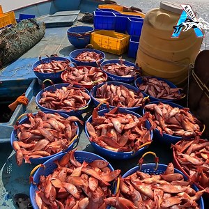 Trawling Boats and Deep-Sea Fishing | Fishing Latest Videos KadalTv #fishing #netfishing #seafishing | KADAL