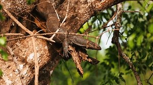 Bengal Monitor Lizard Varanus sitzt auf: Stockvideos & Filmmaterial (100 % lizenzfrei) 3938633593 | Shutterstock