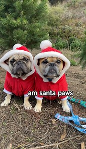 127K views · 10K reactions | Gus and Marty go to a tree farm to find the perfect Christmas tree. They had the best time at the North Pole! Make sure to keep watching our videos to see us decorate the tree! | Gus Gus In The City | Facebook