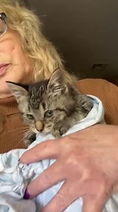 Introducing Cookie Coco Puff 🍪🍦 . This little guy was found by himself in a field 🥺 brought to the local shelter with a severe upper respiratory infection, They started medication and he’s doing great already.! . He’ll be a great playmate for Carmella, once he is completely clear and healthy. He’s separated in his own foster room, extremely friendly and acting like a normal kitten. . He squirms, mostly because he wants to get down and play and have fun💯 he’s seen Matisse and clicky from a di