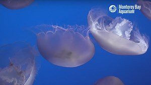 Aquariums Are Here to Soothe Us During Quarantine