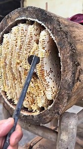 Actual footage of large-scale native honey harvesting. #shorts #reelhoney #beekeeper #honeycomb #shortsfeed #AmaZing #naturalhoney #savethebees #honey #asmr #miel #healthyfood #nature #honeybee #beekeeping #maduasli #harvesting #natural #purehoney #beehive #sweethoney #reels #bees #bee #honeybees #organic #trending #madu #harvesthoney | Bez & Bezz
