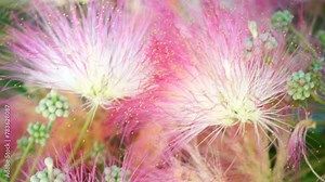Persian silk tree Albizia julibrissin flowers resembling starbursts of pink silky threads. Pink siris, silk tree acacia Albizia julibrissin during flowering period. Close-up Slow motion สต็อกวิดีโอ