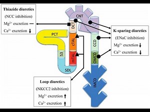 Differences between Loop Diuretics and Thiazide Diuretics based ;Examples, Site of action, Mechanism