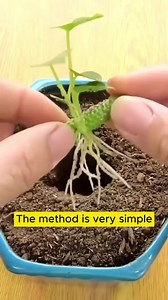 How to ✂️ propagate anthurium plants🪴 #gardening #gardens | Garden Lovers