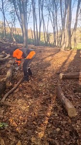 Cutting trees by measuring with wood stick #treeservice #trendingreels #stihl #arborist #treecutting #viralreels | The Tree Surgeons