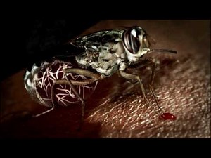 Pathogenic Protists | Biology for Majors II