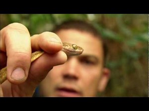 Venom Hunter: Bitten