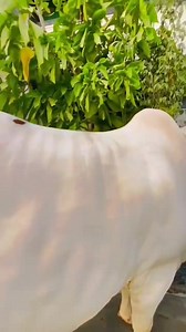 47K views · 1.6K reactions |  | Cattle Karachi | Facebook