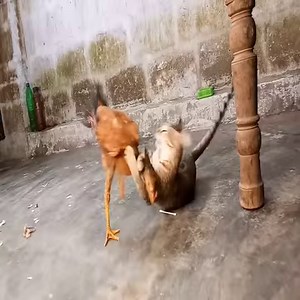 33K views · 593 reactions | Cat and chicken fighting in the yard  Join us to get more information: Animals Life | Natural Animals | Facebook
