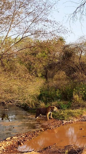 10K views · 1.4K reactions | Adult tigers almost always enter water...