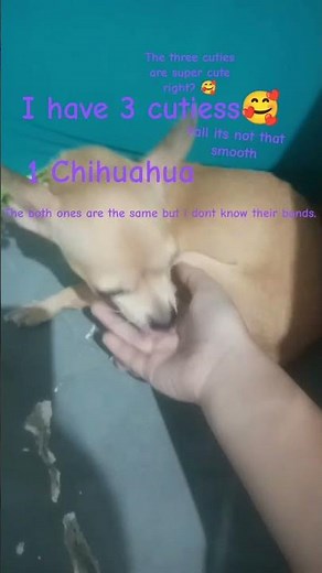 chicky milky -thats just my baby doge