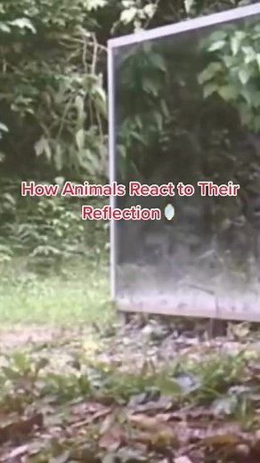 React to there reflection . . . . . . #wildanimals #reflection #trendingreels #animallover #animals #reactionvideo #wild #wildlife #MoreFollowersToCome #viralreaction #2023 #morning #dailyreels | Animal’s