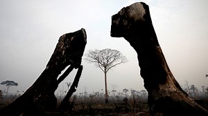 Brande i Amazonas fører til kamp om brasilianske bøffer