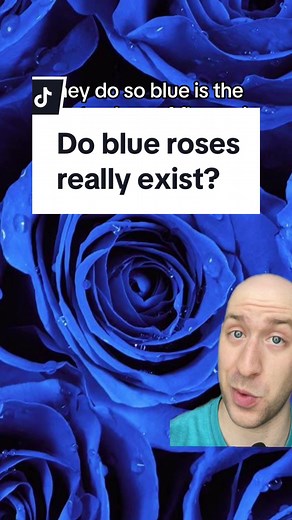 Is the Suntory Applause rose actually blue? #spring #blue #color #roses #flowers #magic #science