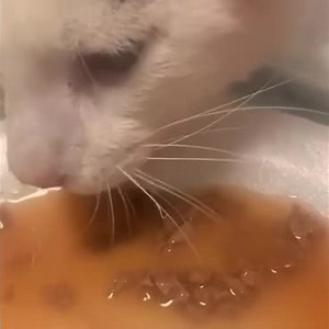 Cole & Marmalade on Reels | Facebook