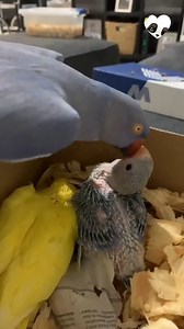 Parrot asking for kisses from its chick🥰🐦 | Animals World
