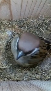 2.2K views · 76 reactions | She's very curious about this Nest Box 樂 #nestbox #livecam #birds #birdwatching #sparrow #nature #wildlife #nestboxlive | Nest Box Live USA | Facebook