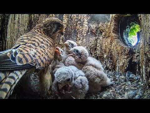 Kestrel Parents: Daily Challenge of Feeding Six Hungry Chicks | Apollo & Athena | Robert E Fuller