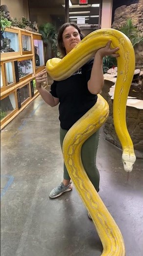 This is how you move a Giant Reticulated Python😳😅