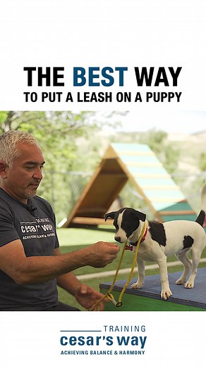 Cesar Millan Leash Training Tips for Puppies