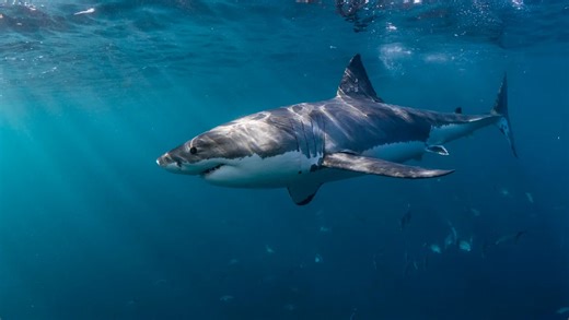 Authorities respond after finding shark in dangerous predicament: 'The deputies stayed close'