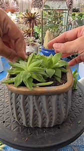 Resetting a root-bound Haworthia cymbiformis variegata. #bikolanahardinera | Bikolanahardinera