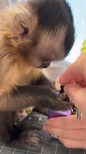 2.7K views · 267 reactions | Willow likes her pretty lock #willowkate #smartgirl #lock | Three Little Rascals | Facebook