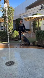 5.9K views · 72 reactions | Always giving 110% | that.shepherd.girl | Facebook