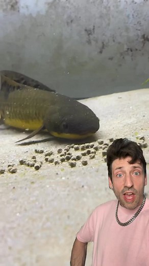 The lung fish | Baryonic Matter