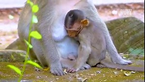 14K views · 832 reactions | Oh no.. Baby monkey Larry not fully milk yet why mum Loni force stop nursing like this? | Monkeys Buzz | Facebook