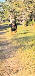 Some incredible happiness on a very hard day 💔 A dog we recently rehomed found his place - exactly where he is meant to be! | Friend of the Rottweiler Rescue & Re-home South Africa