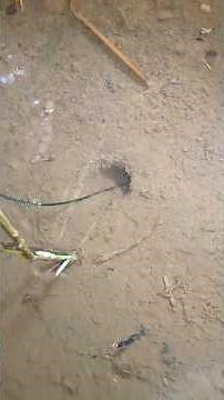 ajarin cara mancing belut di sawah dong