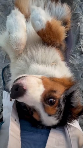 2K views · 511 reactions | Already missing those summer vacation vibes 沈 | House of Koda | Facebook