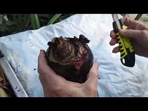 Outside Amaryllis (Hippeastrum Hybridum) bulb care and keeping after flowering
