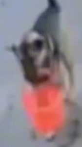 ha tricked you again, pear lady | animals eating fruit