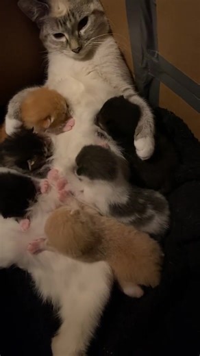 1.1K views · 19 reactions | Those pink socks 梁 | Super Cute Cat | Facebook